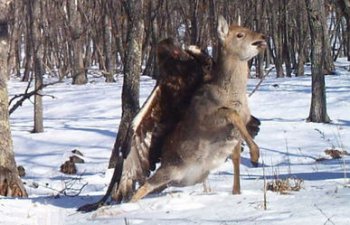 ������ͽ��˭���� �������ݷǳ�������������