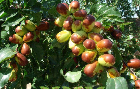 �ʺϰڹ��ļ���ˮ������Щ ��ҵ�ڷ�5���к���ͷ��ˮ��