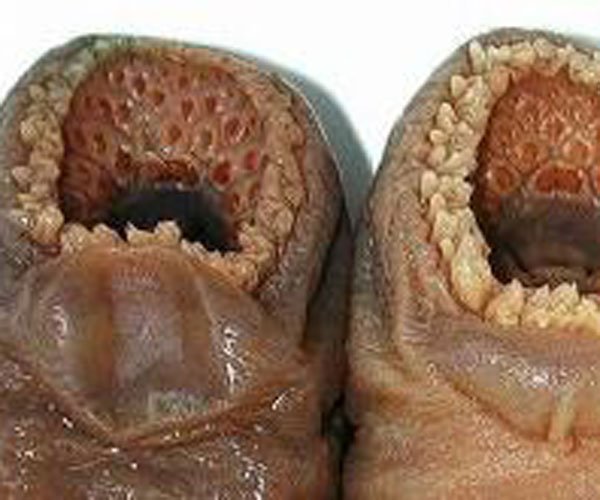 空手指是什么病是怎么形成的 太无聊竟然有人还信了