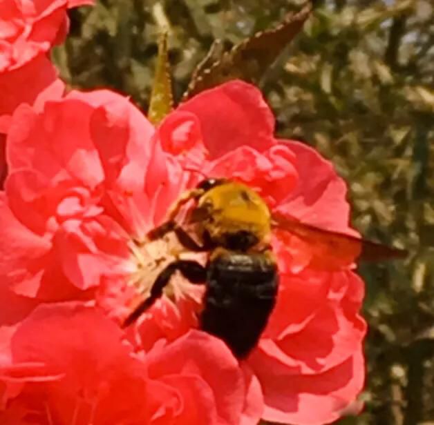 ������ͷ�����˵����ʲô ���������������ͷ����ǳƵ�����ʲô����