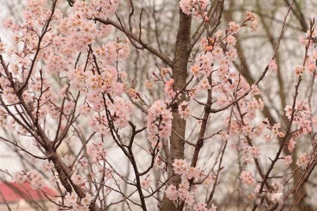 ������ͷ�����˵����ʲô ���������������ͷ����ǳƵ�����ʲô����