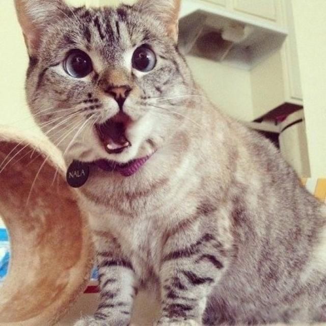 ������ͷ�����˵����ʲô ���������������ͷ����ǳƵ�����ʲô����