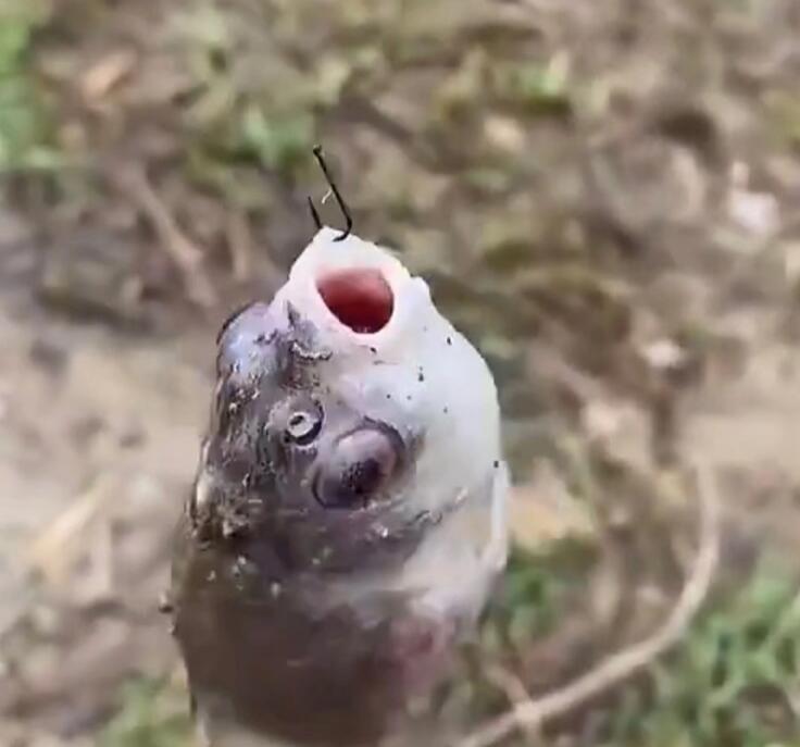 ���������ո˾���ʲô��˼ ˮ���Ӿ���������¼�