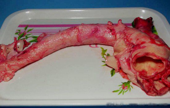 �ƺ���ţ���ĸ���λ ƽʱ�ԵĻƺ���ʲô�����(��������Ѫ��)