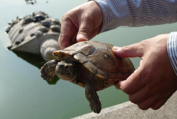 ���ܷ�����Ʒ������Щ �����Է��������ֶ���