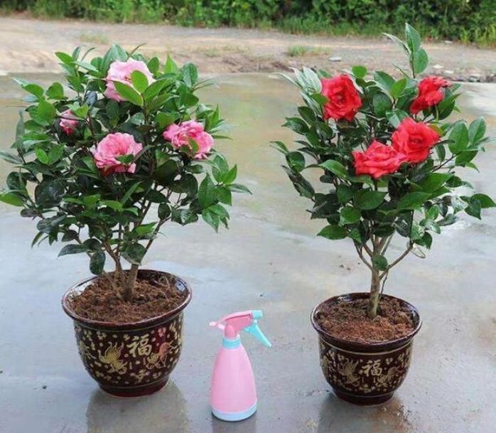 �軨���ʺ����ڼ����� ��ͷ�������軨��������