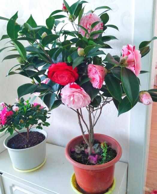 �軨���ʺ����ڼ����� ��ͷ�������軨��������