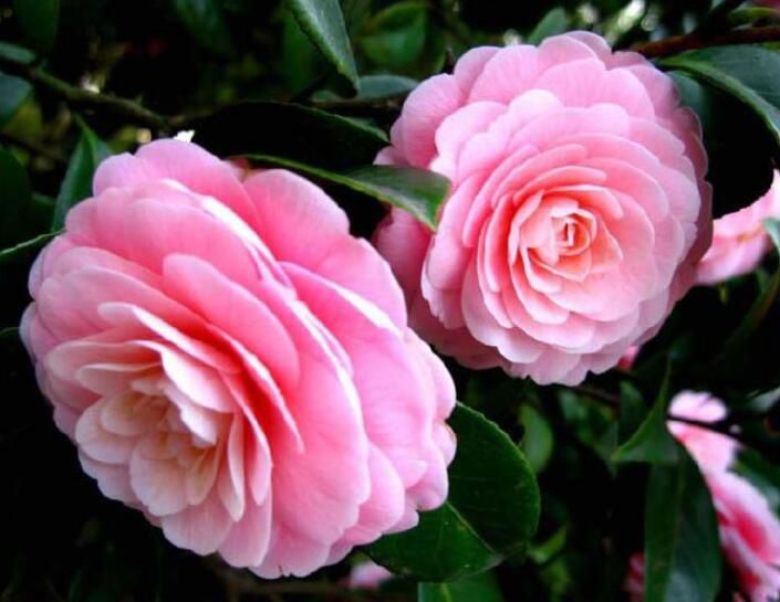 �軨���ʺ����ڼ����� ��ͷ�������軨��������