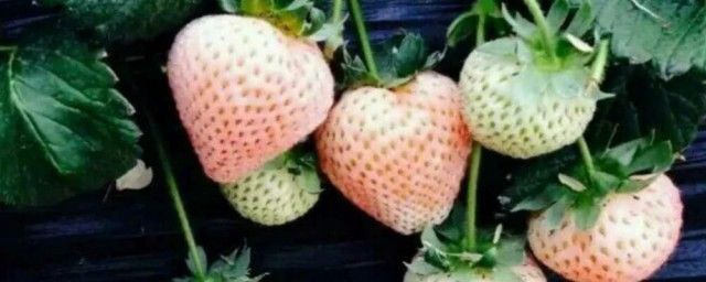 ĸע ȥĸɻʲô