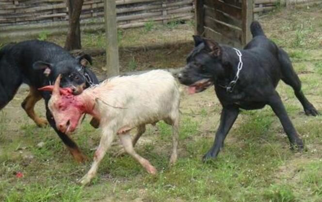 中国最厉害的狗十大排名 最凶猛的犬排行榜前十名