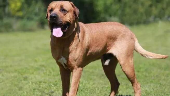 中国最厉害的狗十大排名 最凶猛的犬排行榜前十名