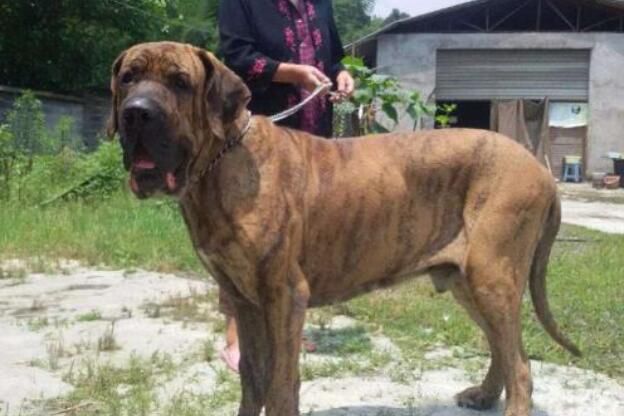 中国最厉害的狗十大排名 最凶猛的犬排行榜前十名