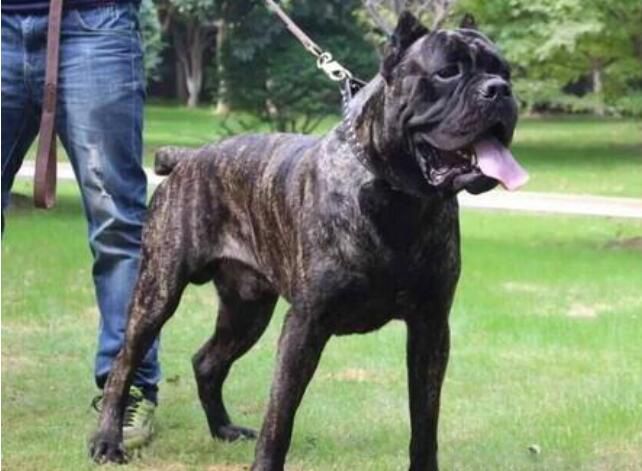 中国最厉害的狗十大排名 最凶猛的犬排行榜前十名