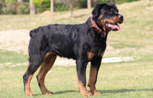 中国最厉害的狗十大排名 最凶猛的犬排行榜前十名