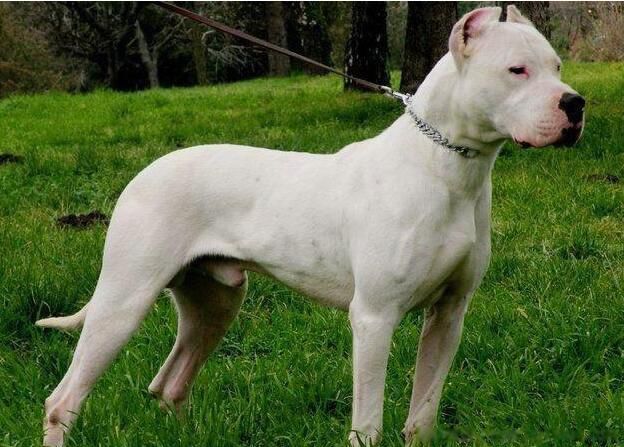 中国最厉害的狗十大排名 最凶猛的犬排行榜前十名