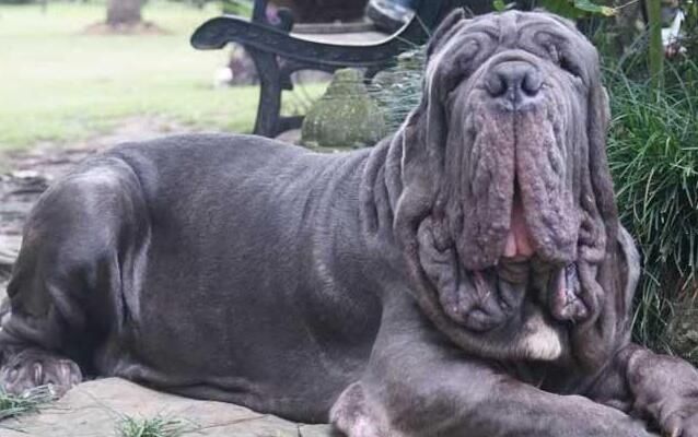 中国最厉害的狗十大排名 最凶猛的犬排行榜前十名