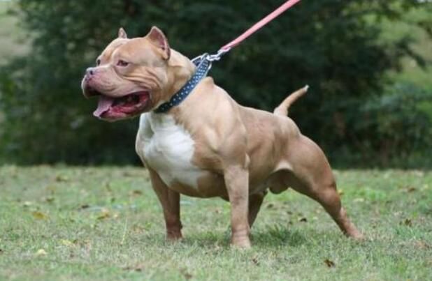 中国最厉害的狗十大排名 最凶猛的犬排行榜前十名