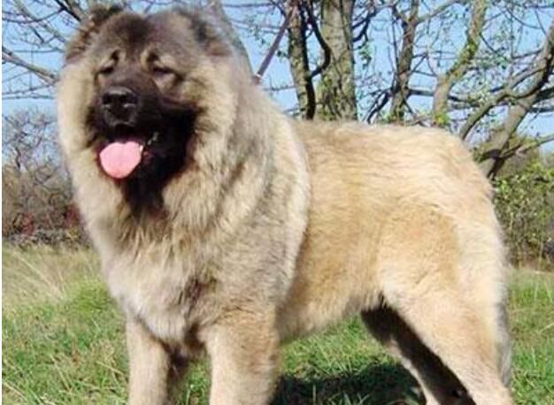 中国最厉害的狗十大排名 最凶猛的犬排行榜前十名