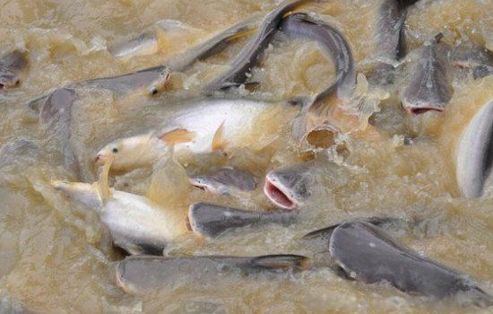 ��ɳ����������������� �Ը�����������ɳ��ΪʲôҪ�ٳ�