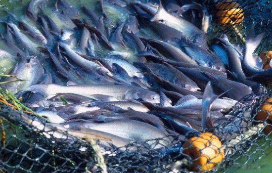 ��ɳ����������������� �Ը�����������ɳ��ΪʲôҪ�ٳ�