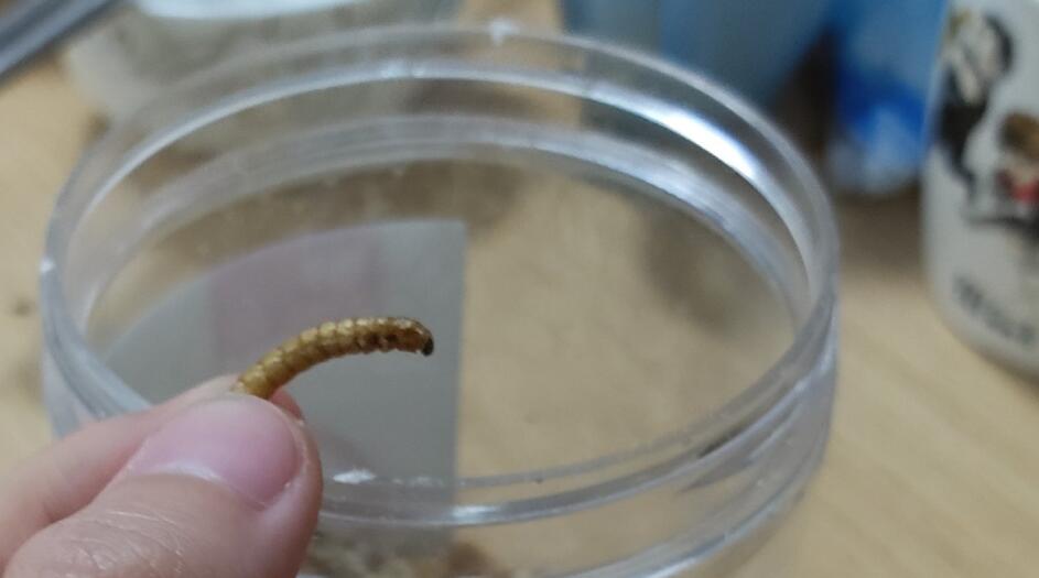 ����������ֳ�뷱ֳ ���ĸ��׶Σ�����泤�����ʲô