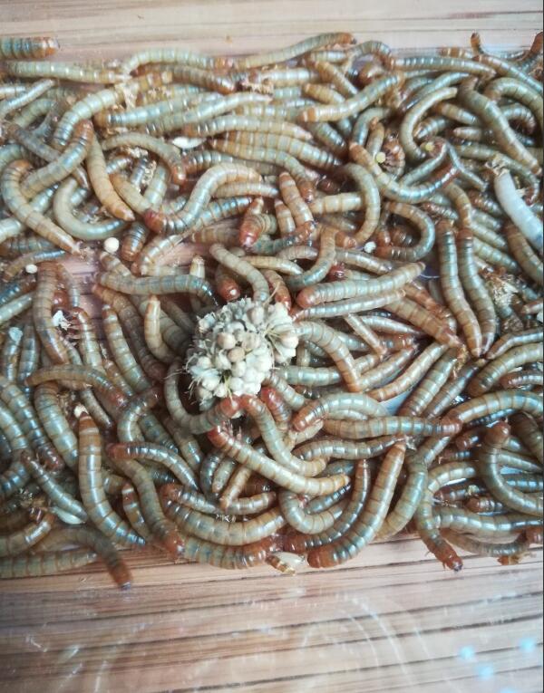 ����������ֳ�뷱ֳ ���ĸ��׶Σ�����泤�����ʲô