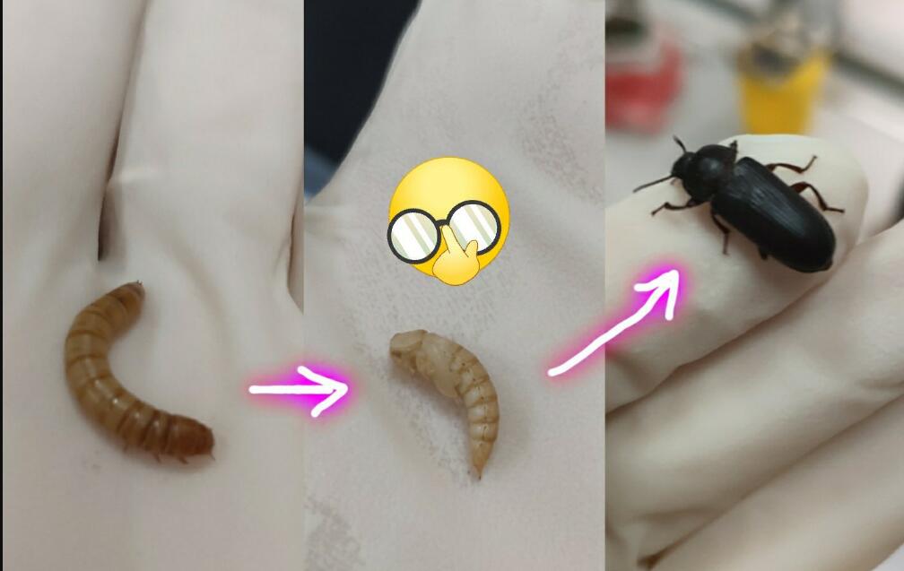 ����������ֳ�뷱ֳ ���ĸ��׶Σ�����泤�����ʲô