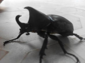 ʮ����һֻ�Ķ��������� һֻ������������ʮ���������