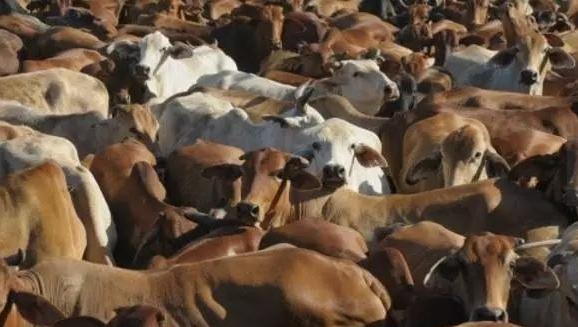 ����ţ��۸����Ǯһ�� �����йأ�����ţ��Ϊʲô��ô����