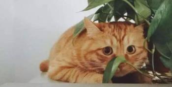 ôʲʲô˼ ֪Ůʹý϶