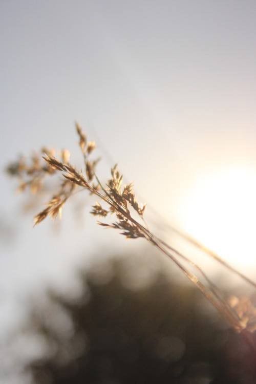 凤凰男什么意思啊 努力拼搏的男生却被很多女生鄙视