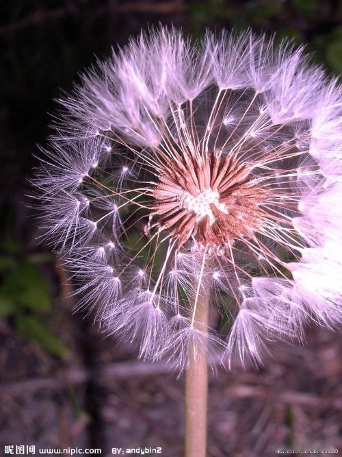 凤凰男什么意思啊 努力拼搏的男生却被很多女生鄙视