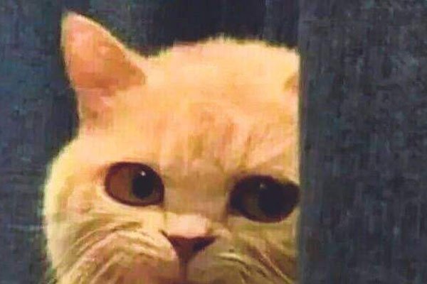 ����������Gay�� ��ȡ�򣺻����������ǻ�����