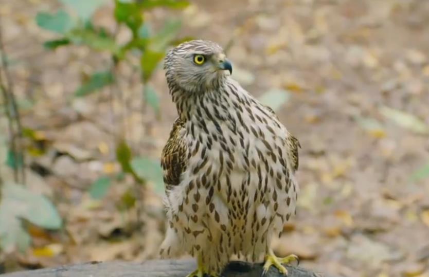 熬鹰是什么意思网络语 非常残忍:为什么熬鹰过后鹰听你的话