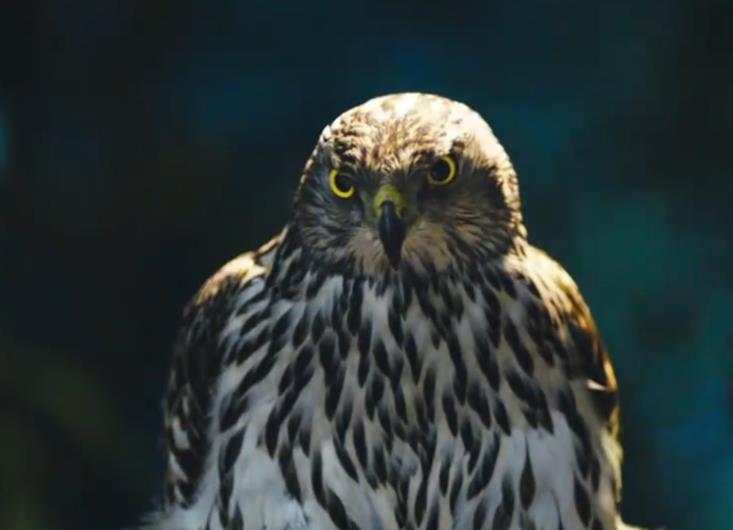 熬鹰是什么意思网络语 非常残忍:为什么熬鹰过后鹰听你的话