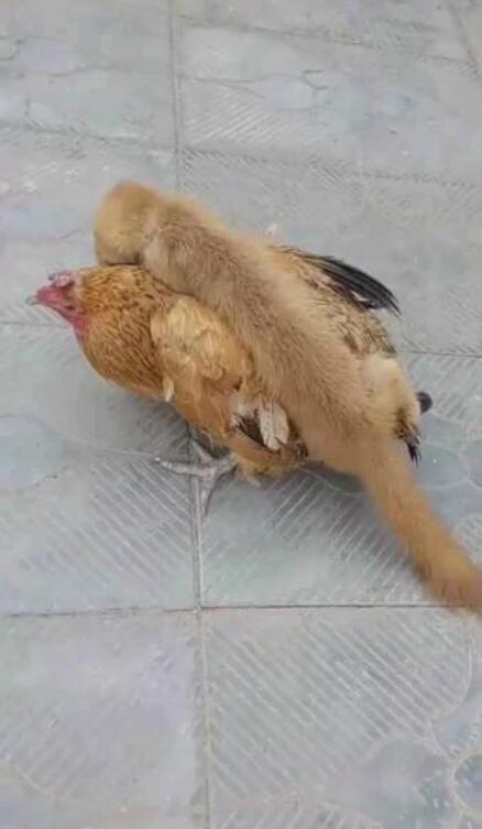 ƤӲϵ֢״ رǸôƽ
