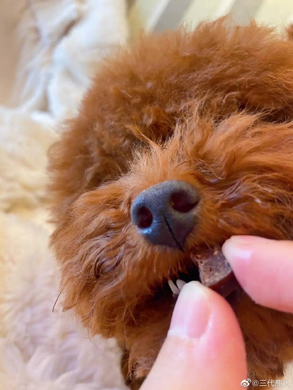 三代鹿人为什么被骂被网暴 如何评价三代鹿人这个人