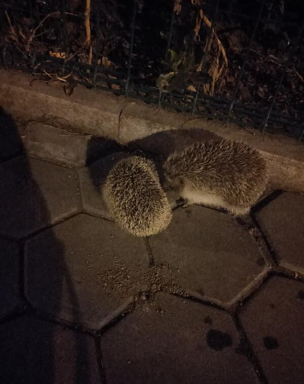 ���Ͽ�����⬵�Ԥ�� ��ʲô˵�������ϴ�⬽�լ�����׺�˵��