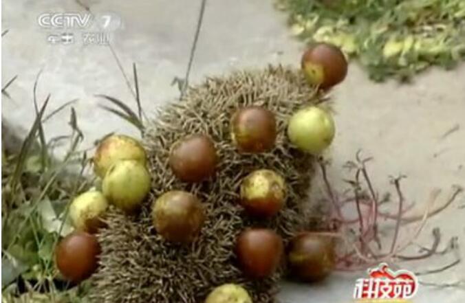 ���Ͽ�����⬵�Ԥ�� ��ʲô˵�������ϴ�⬽�լ�����׺�˵��