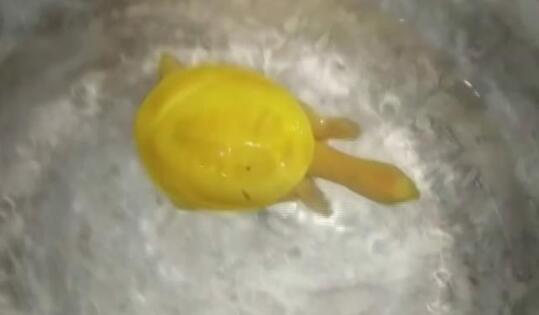 泰洋川禾旗下艺人名单 老板娘是Angelababy杨颖吗