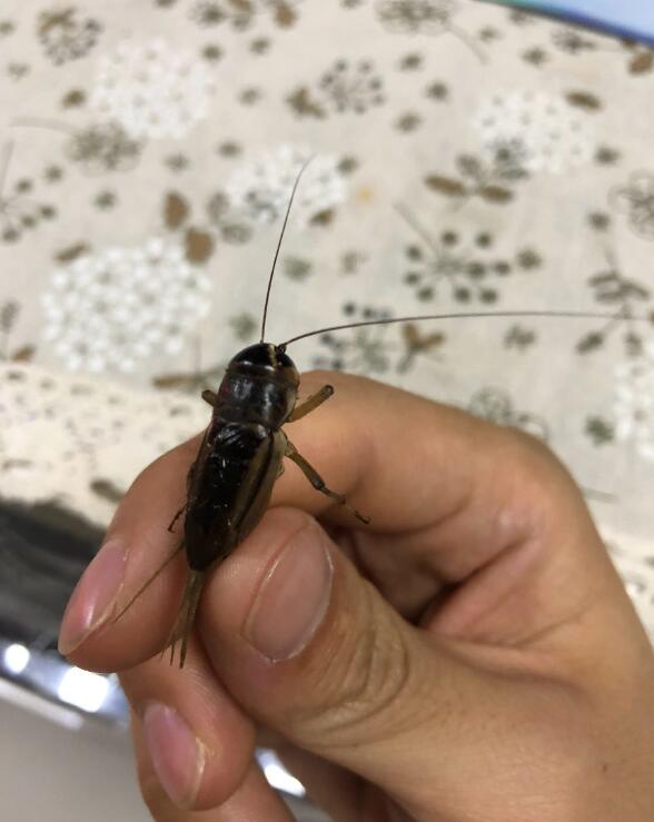 �������ʲô���� ���˵�����������Ԥʾ��ʲô