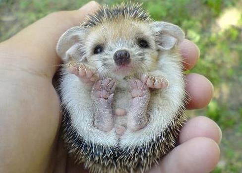 �񵽴���Ǻ��»��ǻ��� �Ǽ����ף��񵽴����ʲôԤ��