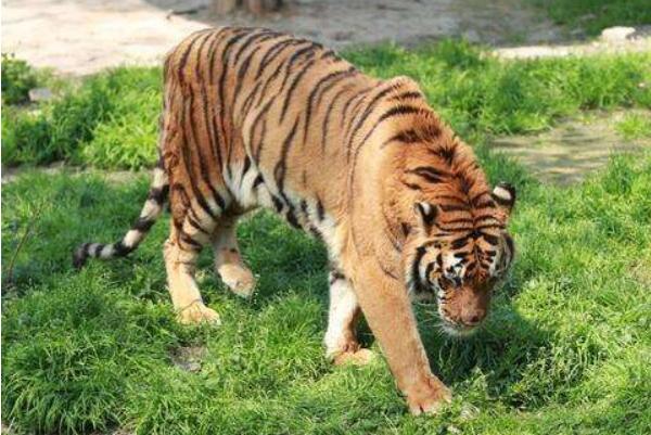 Ŀǰ�����ϻ��ϻ����ж���ֻ �˹�������Ұ�����ϻ��������