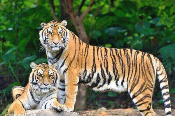 Ŀǰ�����ϻ��ϻ����ж���ֻ �˹�������Ұ�����ϻ��������