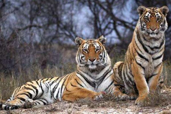 Ŀǰ�����ϻ��ϻ����ж���ֻ �˹�������Ұ�����ϻ��������