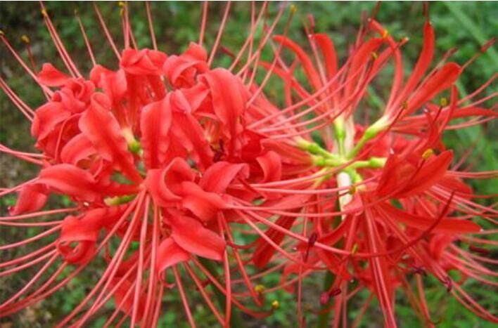 ��ˮ�е�ʮ�󲻼����� �˰����������ڷ�Ĺ��