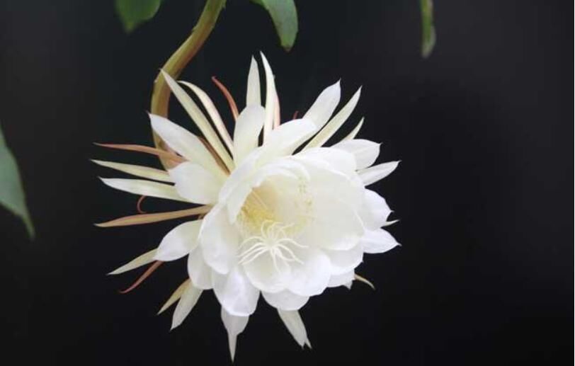 ��ˮ�е�ʮ�󲻼����� �˰����������ڷ�Ĺ��