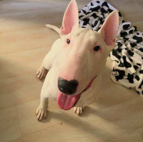 ��ͷ�ܰѹ����� �᲻���ɵ�ˣ��򹷴��ĸ���λû��