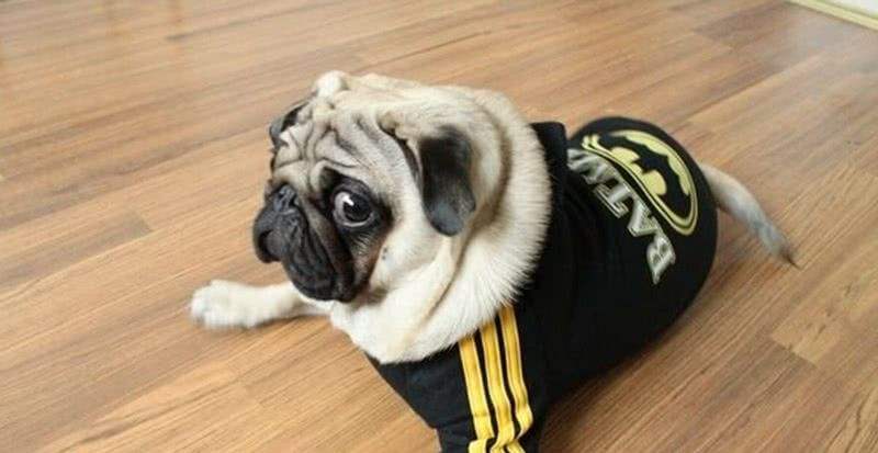 ��ͷ�ܰѹ����� �᲻���ɵ�ˣ��򹷴��ĸ���λû��