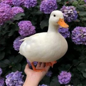 ¶ѼǮһֻ ĳѼ¶ѼΪʲôô
